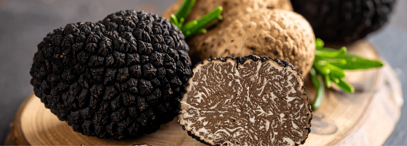Unearthing the Secrets of Truffles: Fungi, Forests, and their Hidden Bacterial Worlds