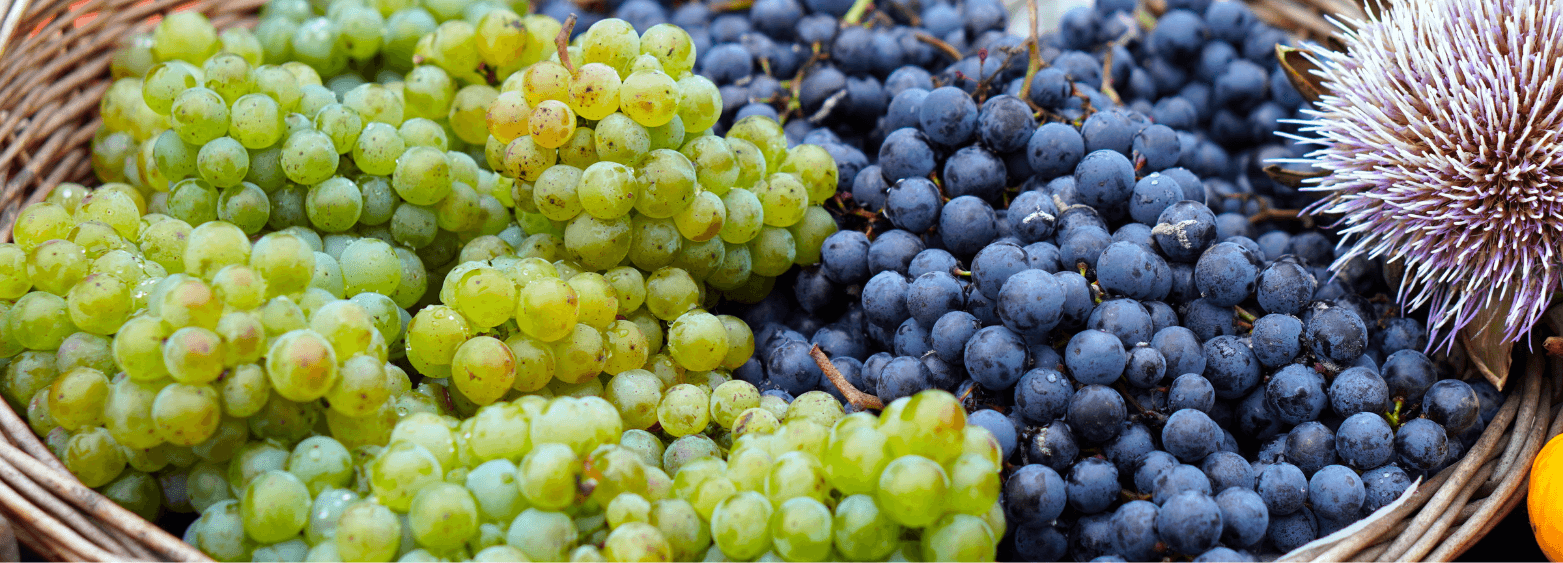 Why is the Grape So Suitable for Fermentation?